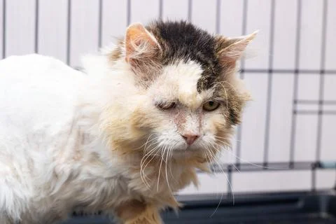 A cat that has a significant amount of dirt on its face Stock Photos