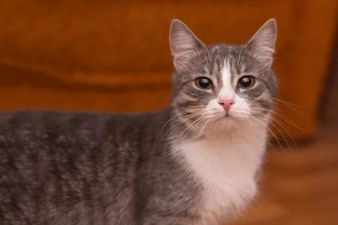 The cat has turned its head and is looking at the camera. Stock Photos