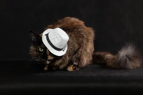 Cat in a hat on a black background Stock Photos