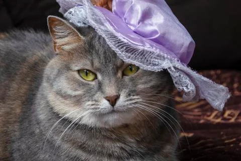 The cat in the hat. Pretty, kitty. Stock Photos