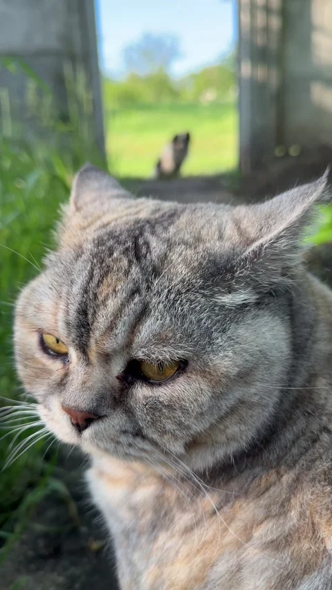 The cat hates the dog, vertical video. Stock Footage 335406324
