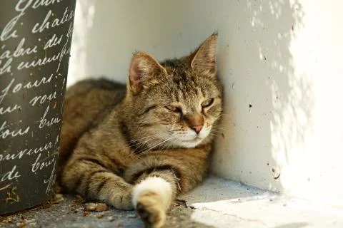 A cat having siesta in a shadow Stock Photos