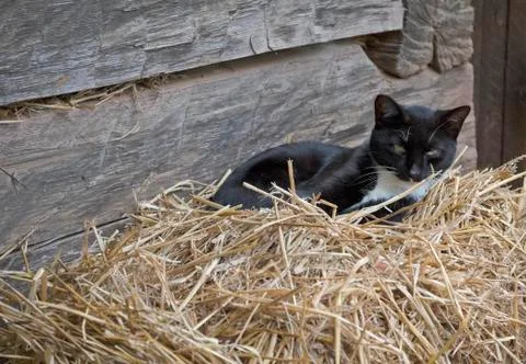 Cat on hay Stock Photos