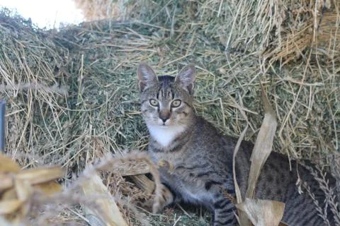 Cat in the hay Foto stock