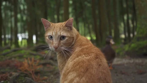Cat HD 120 fps slow motion Video stock 237775218