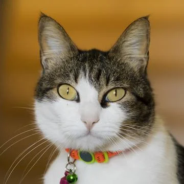 Cat Head. Close-UP. Cat head shot looking straight at camera. Stock Image. Foto stock