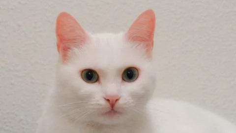 Cat head close up Stock Photos