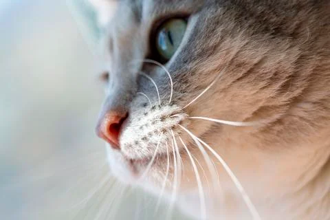 Cat head close up, soft focus, blur Stock Photos