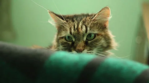 Cat Head Video stock 39862661