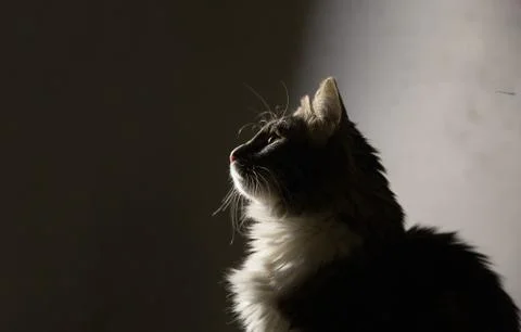 Cat head on gray gradient background Foto stock