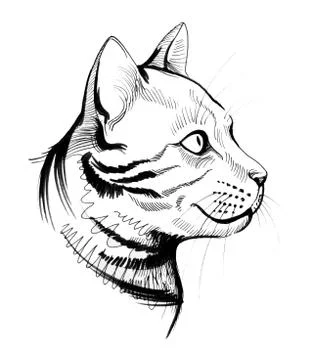 Cat head Stock Illustration
