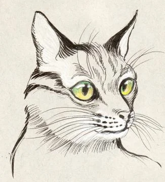Cat head Stock Illustration