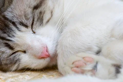 Cat head Stock Photos