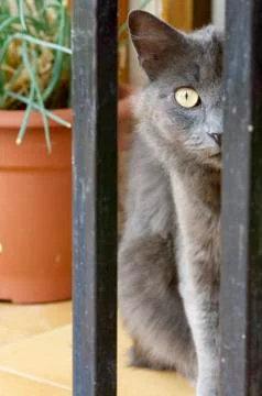 Cat head Stock Photos