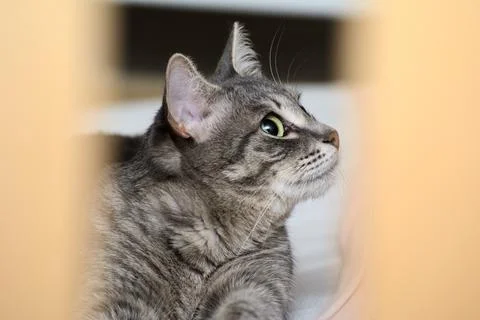 Cat head Stock Photos