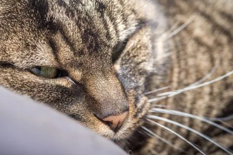 Cat with Head on Pillow Stock Photos