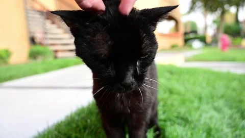 Cat Head Scratch Slow Motion Stock Footage 138839446