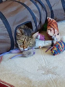 Cat head seen through the cat tunnel Stock Photos