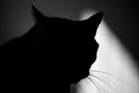 Cat head silhouette. Black shape of pet muzzle. Beam of light in the backgrou Stock Photos