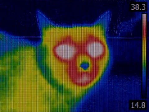 Cat Head Thermal Imaging Stock Photos