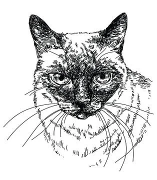 Cat head vector hand drawing illustration Illustrazione stock