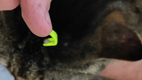 Cat health.process of extracting a tick from a cat with tweezers Video stock 338184941