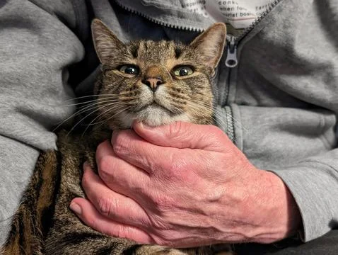 Cat Held in Hands Fotos de archivo