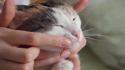 The cat is held in his arms and stroked the mustache. close-up Stock Footage 152931868