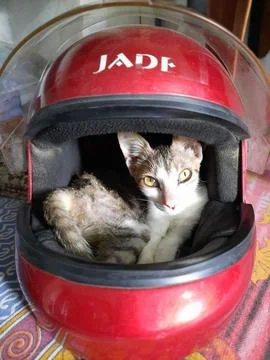 CAT ON HELMET Stock-Fotos
