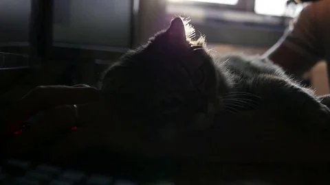 The cat helps to work the man behind the computer, lies on his arm and controls Stock Footage 81217218