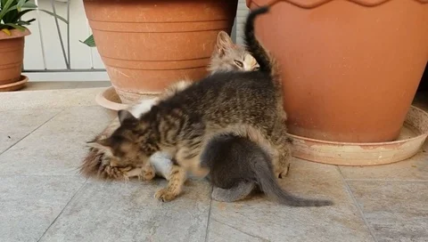 Cat with her kitten Stock Footage 91293313