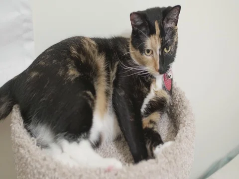 Cat on her perch looking around her room Video stock 81690136