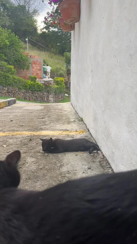 A cat with her son Stock Footage 242300083