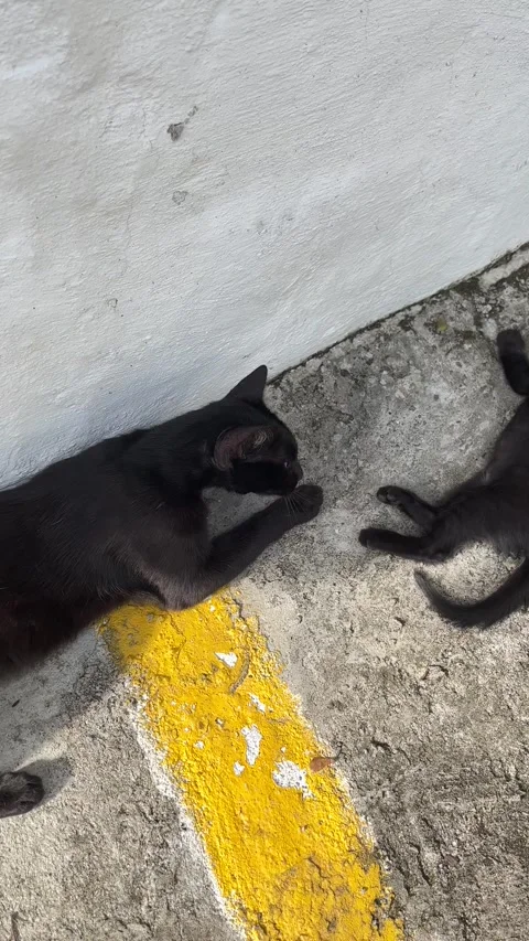 A cat with her son 库存影片 242300105