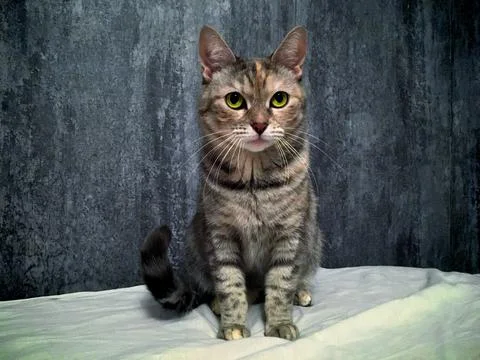 Cat Hera Stock Photos