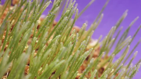 Cat herb to improve digestion. Grows in a tray. A source of vitamins and mineral Stock Footage 161141013