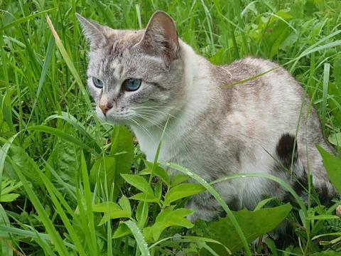 Cat hid in the grass Foto stock