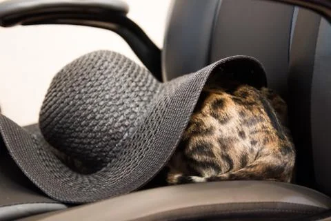 The cat hid under a hat. Is the back part. Stock Photos