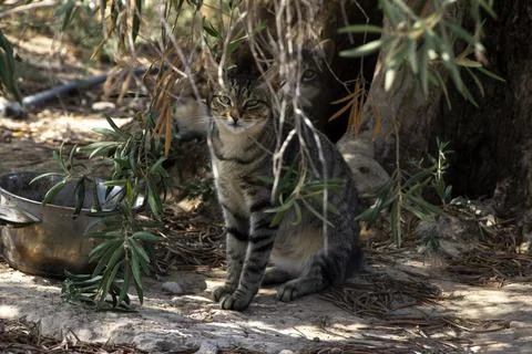 A cat hidden behind a tree looking at the camera 스톡 사진