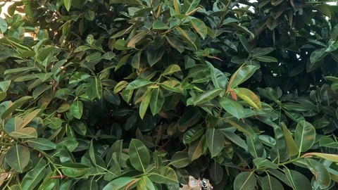 Cat Hidden in Lush Greenery Vidéo 308610789