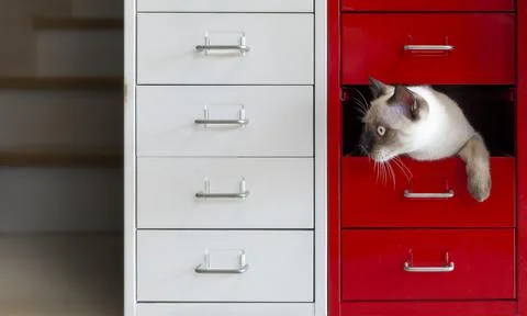 Cat hidden in red drawer Stock Photos