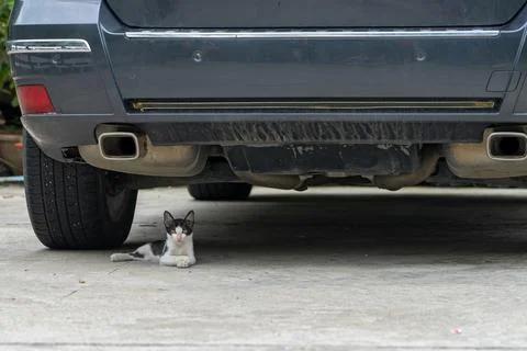 Cat hide under the car Stock Photos