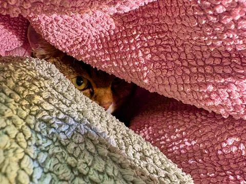 The cat hides under layers of soft, textured blankets, one watchful eye peeking Stock Photos