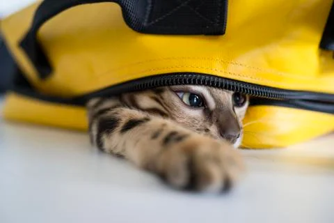 Cat hiding in bag Stock Photos