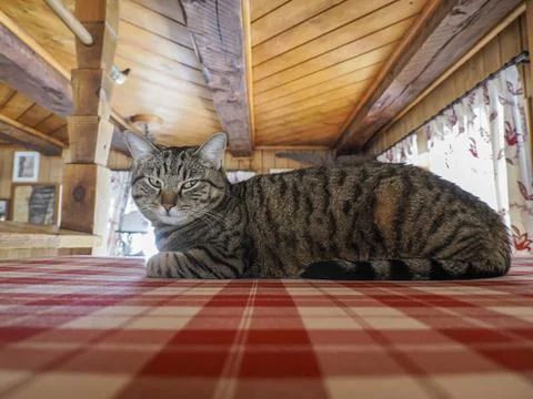 Cat hiding on a bed Stock Photos