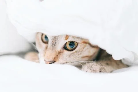 Cat is hiding on the bed under a blanket. Stock Photos