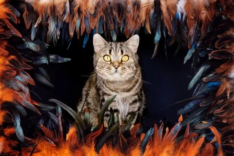 Cat is hiding behind the feathers.  Stock Photos