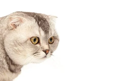 Cat hiding behind poster Foto stock