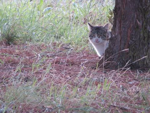 Cat hiding behind a tree watching its prey ready to attack 写真素材