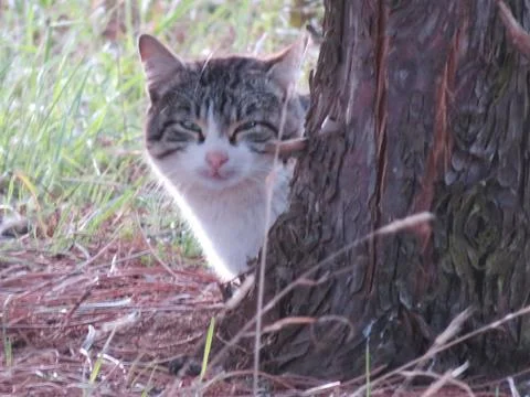Cat hiding behind a tree watching its prey ready to attack Stock-Fotos